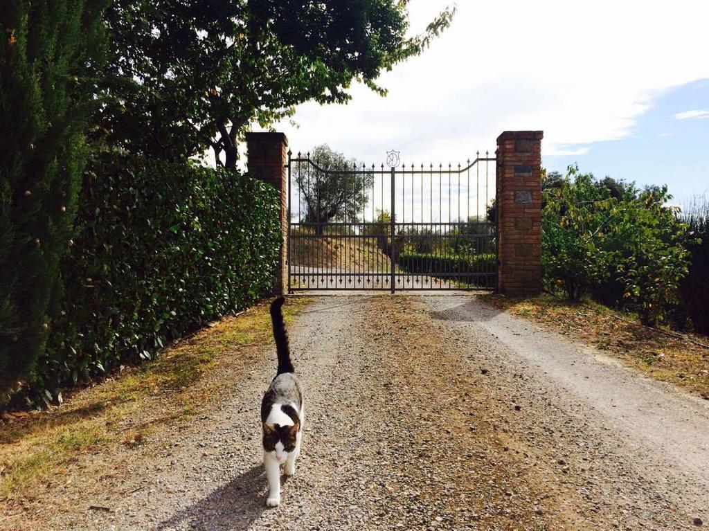 Agriturismo La Bicocca - Apt. "Il Leccio" カステル・リゴーネ 部屋 写真